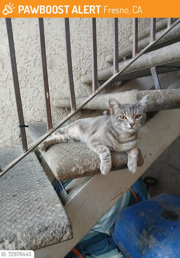 Found/Stray Unknown Cat last seen Willow / lane, Fresno, CA 93727