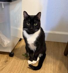 Lost Male Cat last seen Robinwood Rd apts in Bonita, complex across from Picasso Dr, Bonita, CA 91902