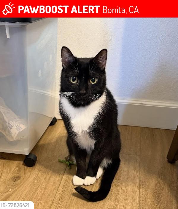 Lost Male Cat last seen Robinwood Rd apts in Bonita, complex across from Picasso Dr, Bonita, CA 91902