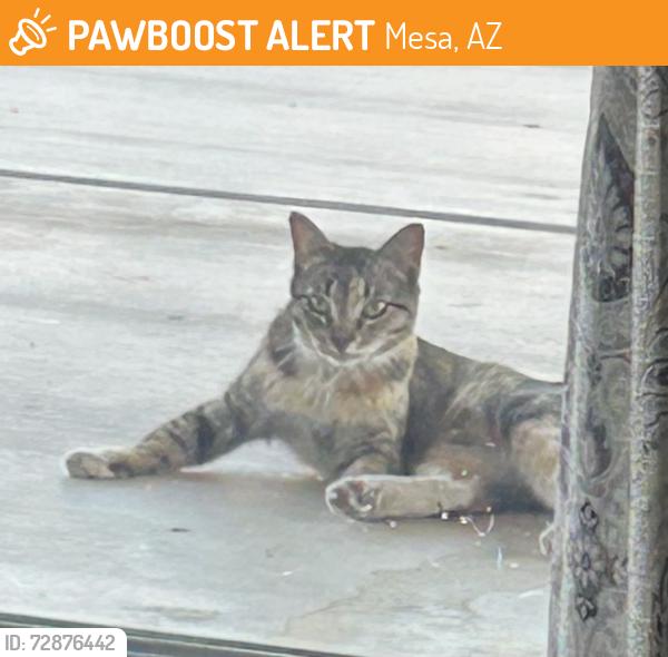 Found/Stray Female Cat last seen Longmore and Broadway, Mesa, AZ 85202