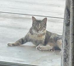 Found/Stray Female Cat last seen Longmore and Broadway, Mesa, AZ 85202