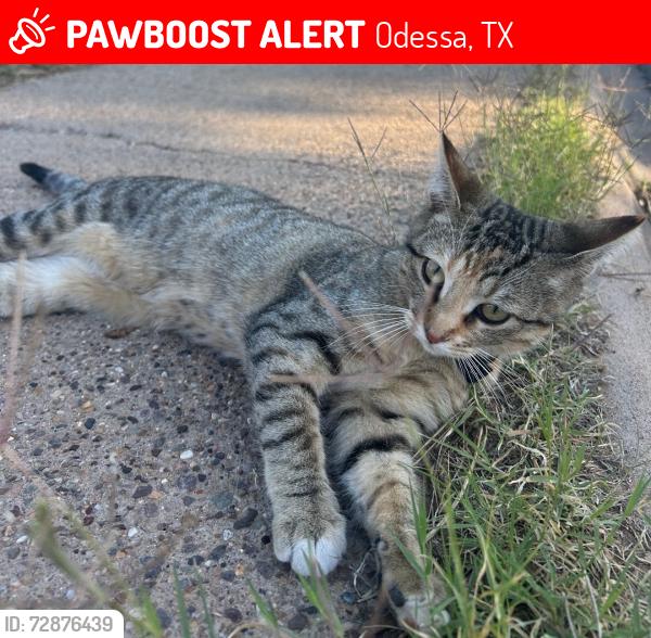 Lost Female Cat last seen University and tanglewood, Odessa, TX 79761