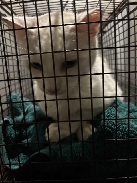 Shelter Stray Male Cat last seen HARLOW, San Antonio, TX 78227