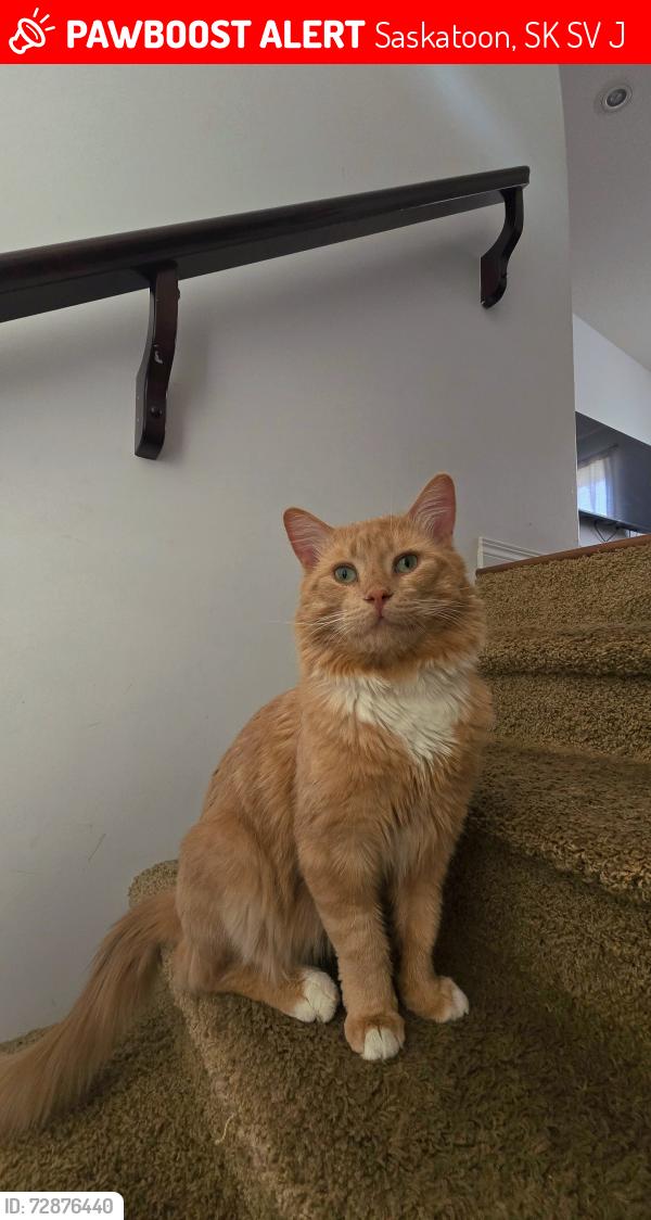 Lost Male Cat last seen Lakewood / Herold Terrace, Saskatoon, Saskatoon, SK S7V 1J2