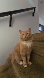 Lost Male Cat last seen Lakewood / Herold Terrace, Saskatoon, Saskatoon, SK S7V 1J2