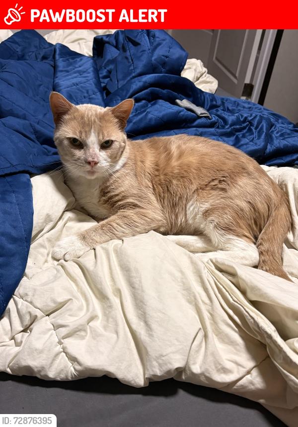 Lost Male Cat last seen Near and Hayes/ Clinton River, Clinton Township, MI 48038