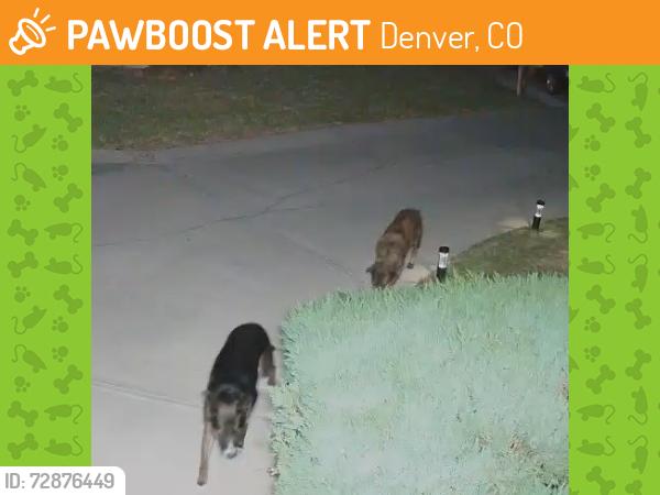 Found/Stray Unknown Dog last seen Hampden service road south and Harlan street , Denver, CO 80235