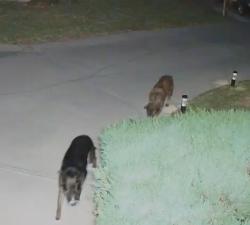 Found/Stray Unknown Dog last seen Hampden service road south and Harlan street , Denver, CO 80235