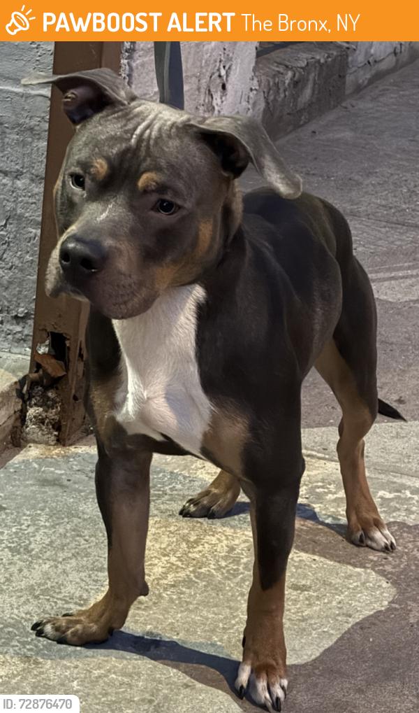 Found/Stray Male Dog last seen Hunts point Ave & Bruckner Expressway , The Bronx, NY 10474