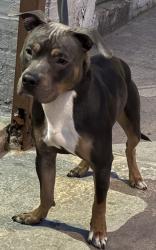 Found/Stray Male Dog last seen Hunts point Ave & Bruckner Expressway , The Bronx, NY 10474