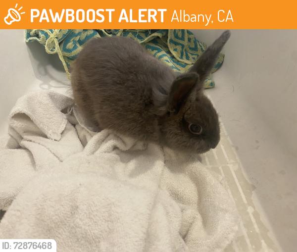 Found/Stray Unknown Rabbit last seen Albany Hill Park , Albany, CA 94706