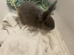 Found/Stray Unknown Rabbit last seen Albany Hill Park , Albany, CA 94706