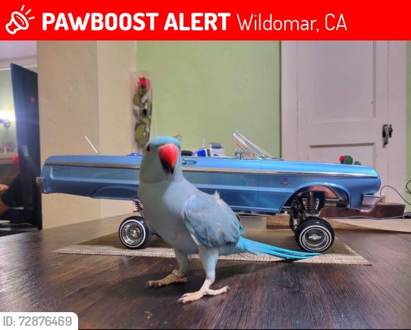 Lost Female Bird last seen Grand and Wildomar Trail, Wildomar, CA 92595