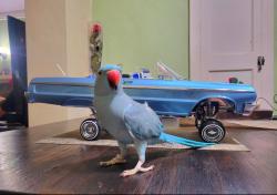 Lost Female Bird last seen Grand and Wildomar Trail, Wildomar, CA 92595