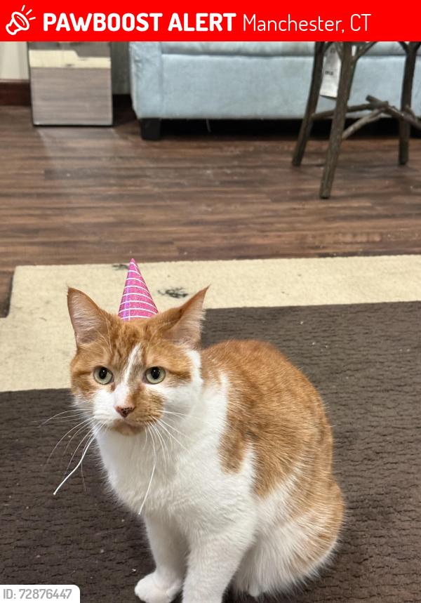 Lost Male Cat last seen Parker St & Gerard St, Manchester, CT 06040