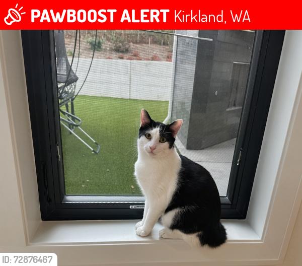 Lost Male Cat last seen Northeast 68th Street & 110th Avenue Northeast, Kirkland, Wa, Usa, Kirkland, WA 98033
