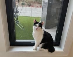 Lost Male Cat last seen Northeast 68th Street & 110th Avenue Northeast, Kirkland, Wa, Usa, Kirkland, WA 98033