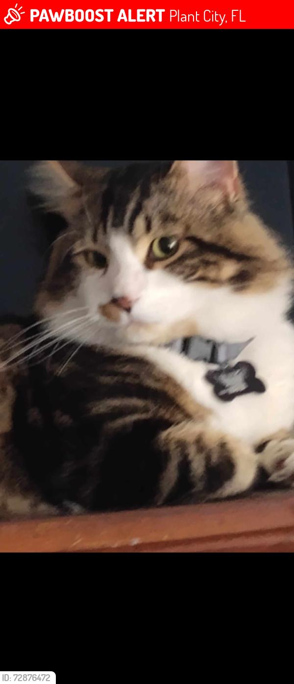 Lost Male Cat last seen Thonotosassa rd, Plant City, FL 33563