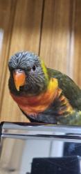 Lost Unknown Bird last seen Canterbury road before bridge down to maquarie fields, Glenfield, NSW 2167