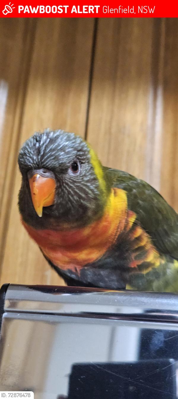 Lost Unknown Bird last seen Canterbury road before bridge down to maquarie fields, Glenfield, NSW 2167