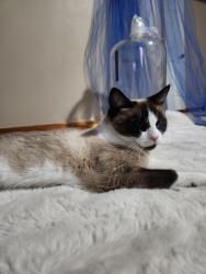 Lost Female Cat last seen KLO FARM , Kelowna, BC 