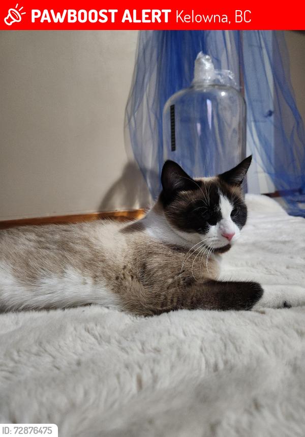 Lost Female Cat last seen KLO FARM , Kelowna, BC 