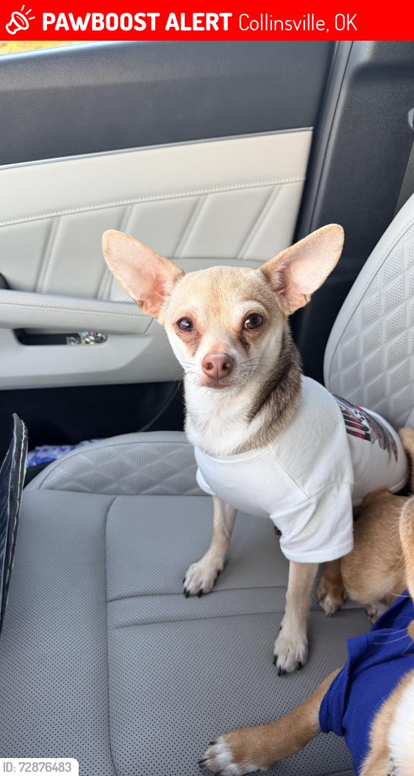 Lost Male Dog last seen 126th st north and 129th east ave , Collinsville, OK 74021