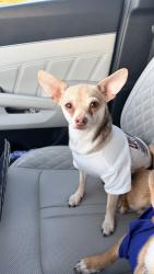 Lost Male Dog last seen 126th st north and 129th east ave , Collinsville, OK 74021