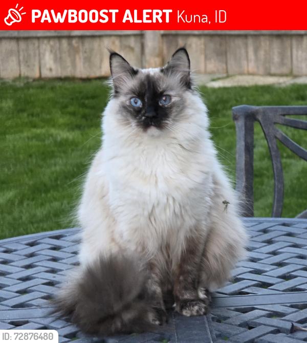 Lost Female Cat last seen Ten Mile & 4th, Kuna, ID 83634