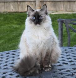 Lost Female Cat last seen Ten Mile & 4th, Kuna, ID 83634