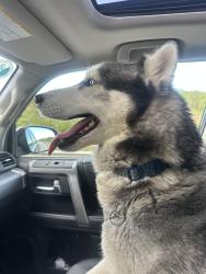 Found/Stray Male Dog last seen Trinity South Elementary School, Washington, PA 15301