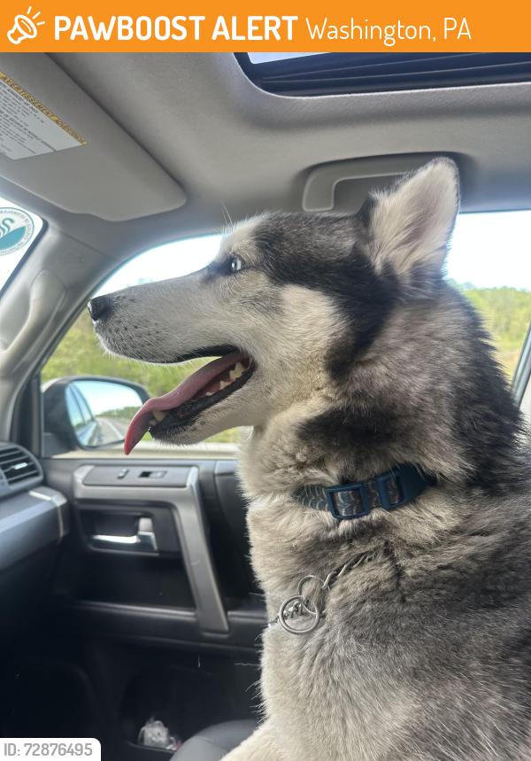 Found/Stray Male Dog last seen Trinity South Elementary School, Washington, PA 15301