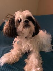 Lost Female Dog last seen Hermano way and Loma vista rd , Desert Hot Springs, CA 92240