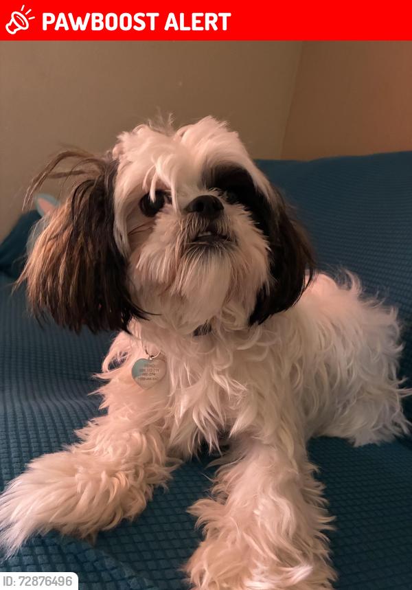 Lost Female Dog last seen Hermano way and Loma vista rd , Desert Hot Springs, CA 92240