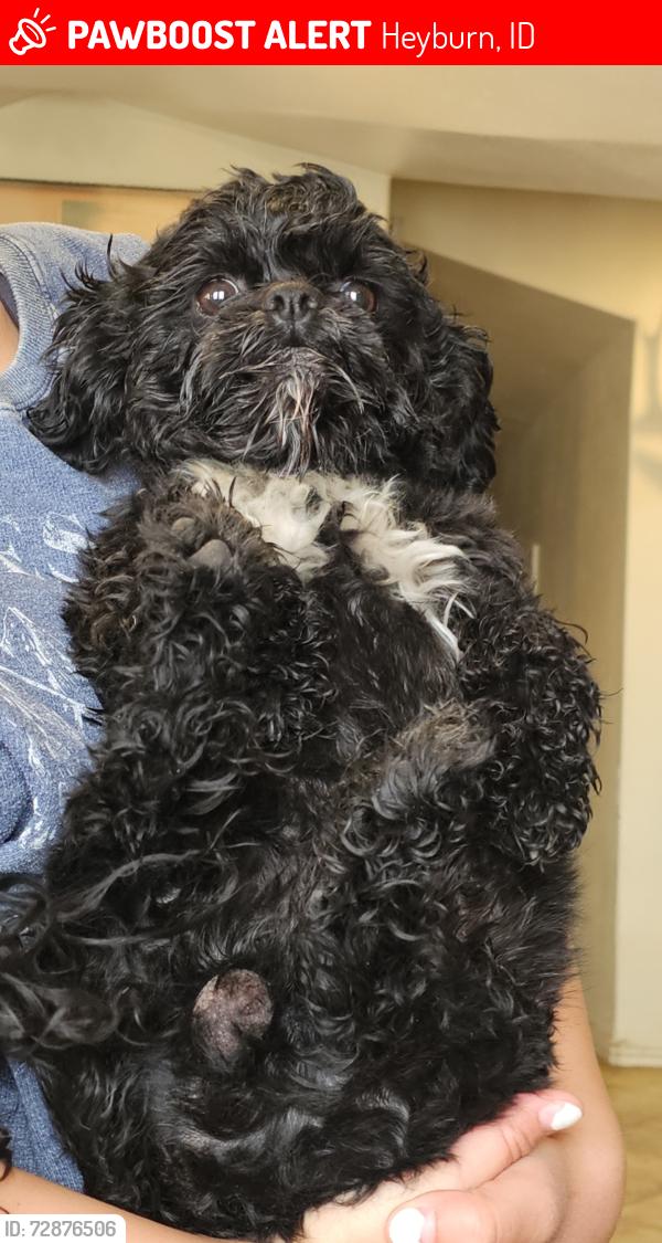 Lost Male Dog last seen Hepburn riverside rv park, Heyburn, ID 83336