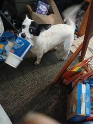 Reunited Male Dog last seen Near W 5th St, Chico, CA 95928, USA, Chico, CA 95928