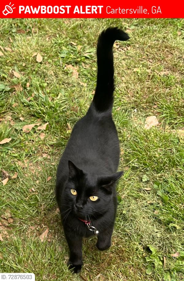 Lost Female Cat last seen Last seen at Riverstation Euharlee , Cartersville, GA 30120