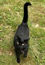 Lost Female Cat last seen Last seen at Riverstation Euharlee , Cartersville, GA 30120