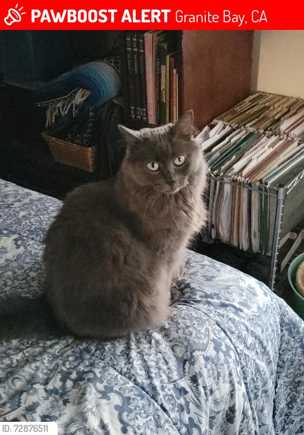 Lost Female Cat last seen Near Quail Oaks drive Granite Bay, Granite Bay, CA 95746