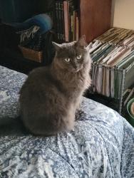 Lost Female Cat last seen Near Quail Oaks drive Granite Bay, Granite Bay, CA 95746