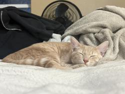 Lost Male Cat last seen Harding rd, Aberdeen, WA 98520