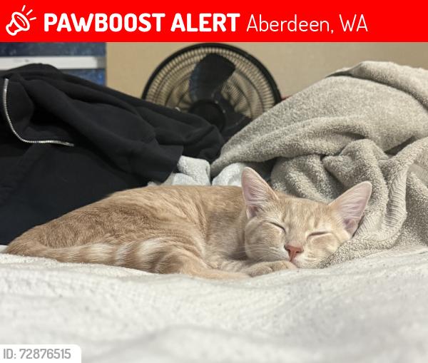 Lost Male Cat last seen Harding rd, Aberdeen, WA 98520