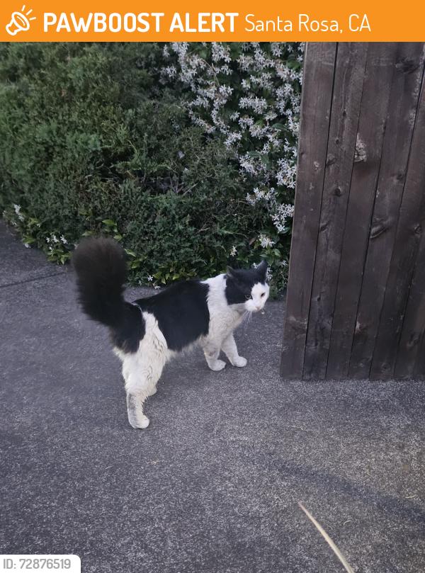 Found/Stray Unknown Cat last seen Yulupa, Santa Rosa, CA 95405