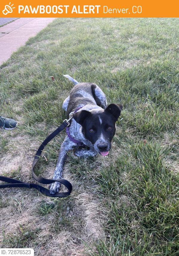 Found/Stray Male Dog last seen 23rd and marion, Denver, CO 80205