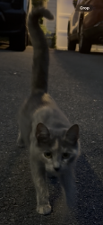 Found/Stray Unknown Cat last seen Poe dr, Manassas, VA 20110