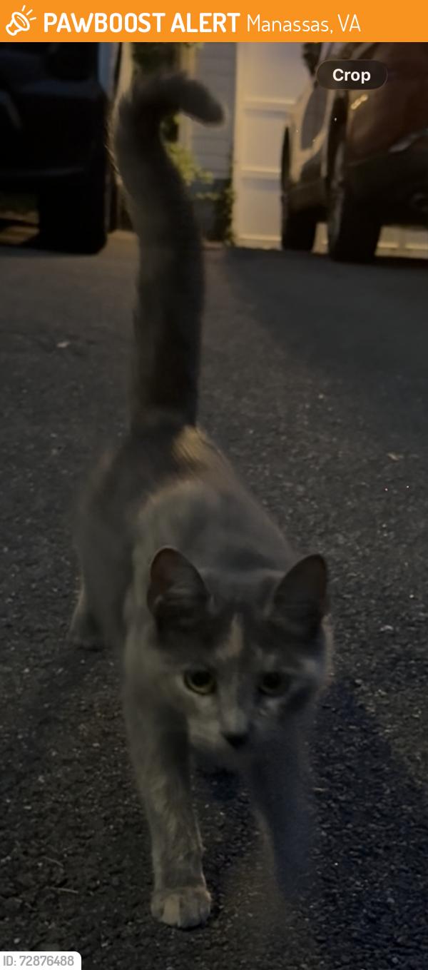 Found/Stray Unknown Cat last seen Poe dr, Manassas, VA 20110