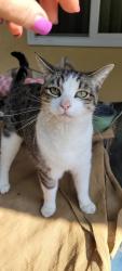 Lost Female Cat last seen Sierra Dr Hanford ca, Hanford, CA 93230