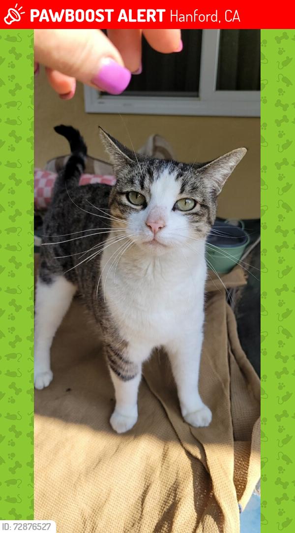 Lost Female Cat last seen Sierra Dr Hanford ca, Hanford, CA 93230