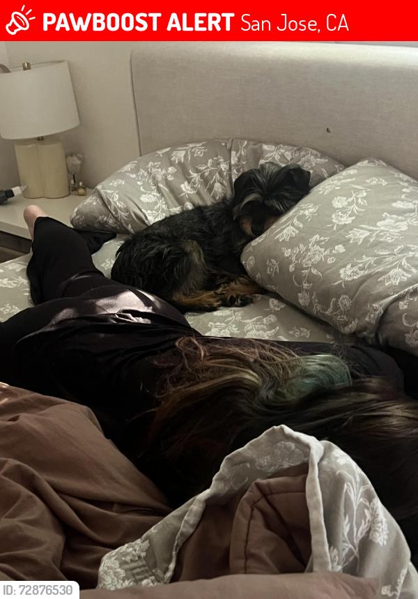 Lost Female Dog last seen Ariel, San Jose, CA 95123