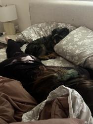 Lost Female Dog last seen Ariel , San Jose, CA 95123